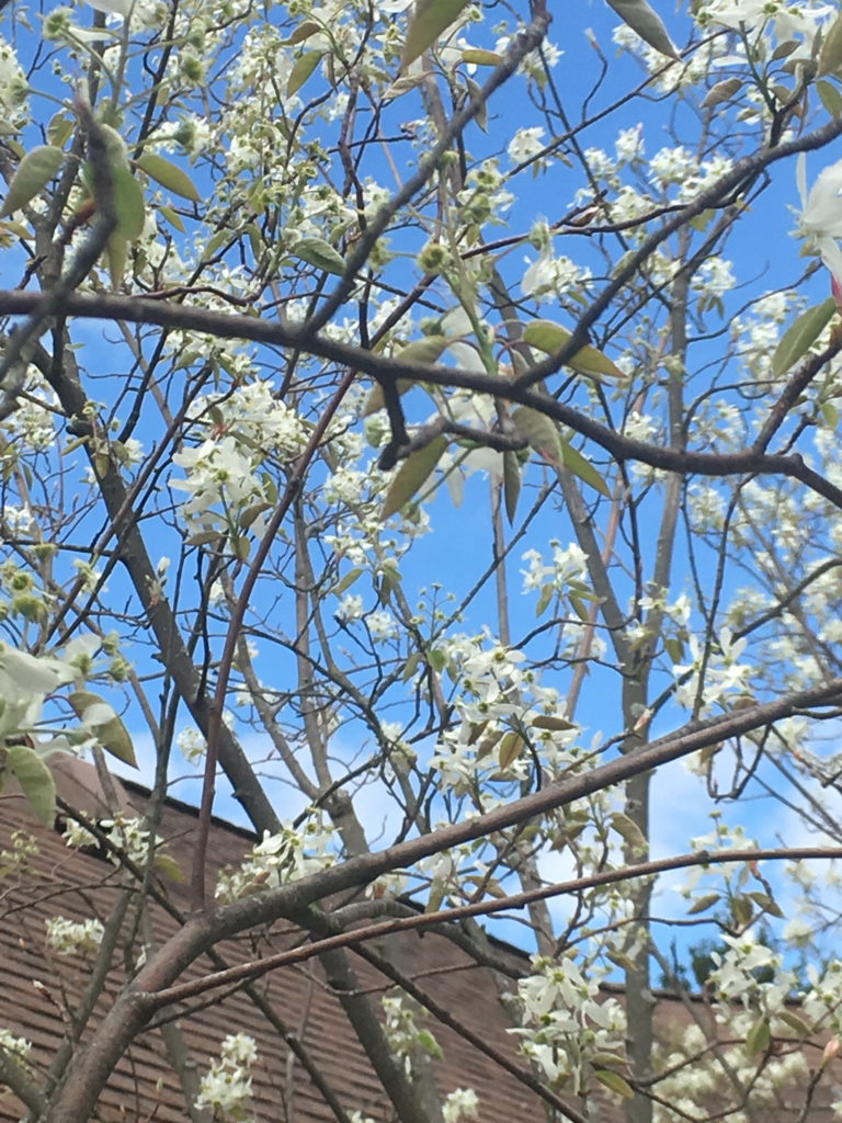 Serviceberry