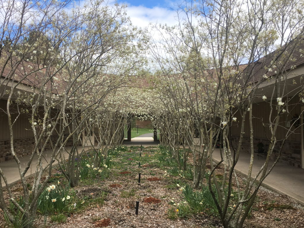 Serviceberry