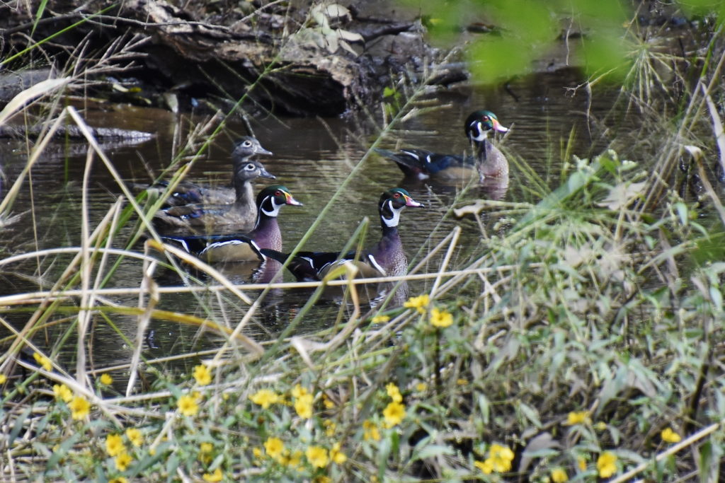 Male and female Wood Ducks