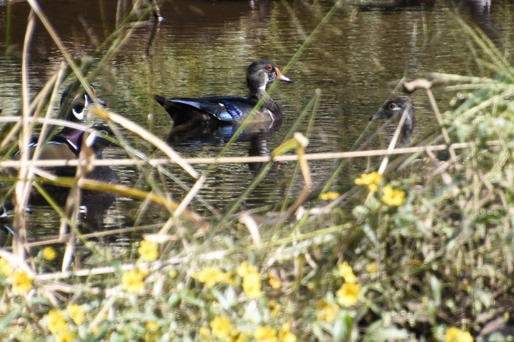 Male Wood Duck