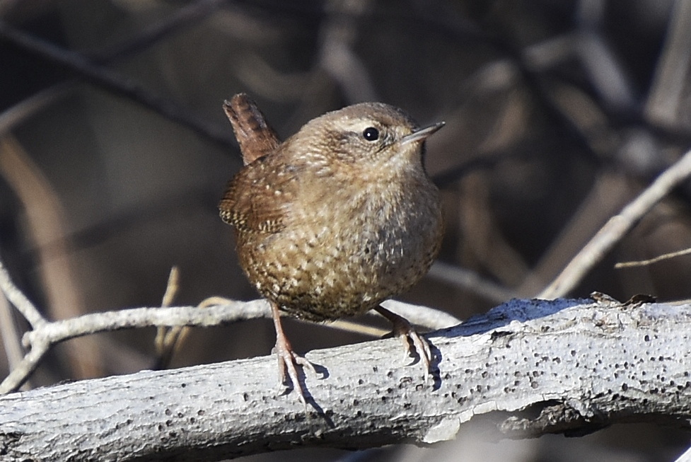 Winter Wren