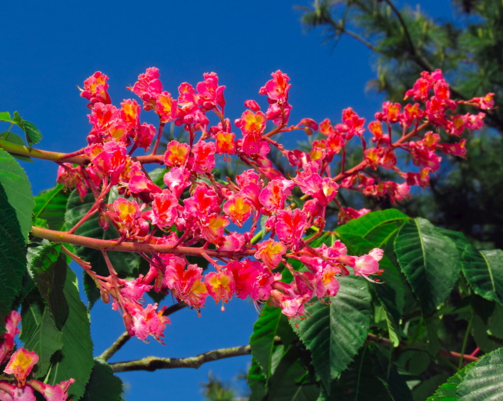 Red buckeye flower cluster