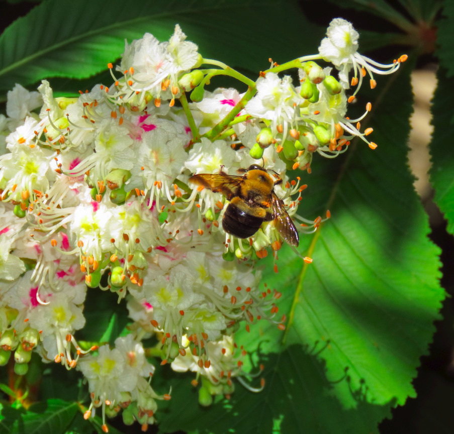 white chestnut flower cluster