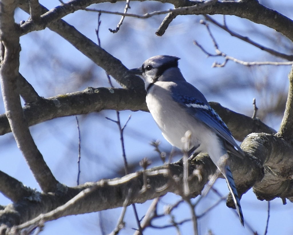 Blue Jay