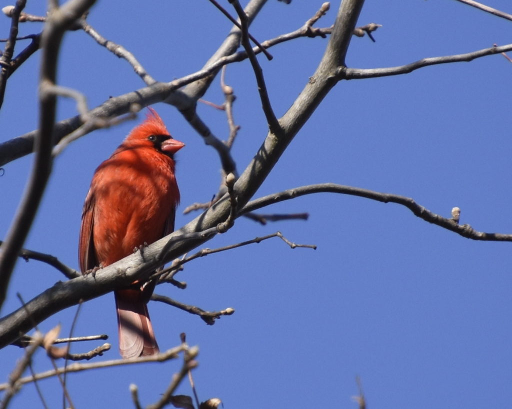 Northern Cardinal, male