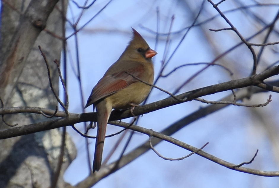 Northern Cardinal, female