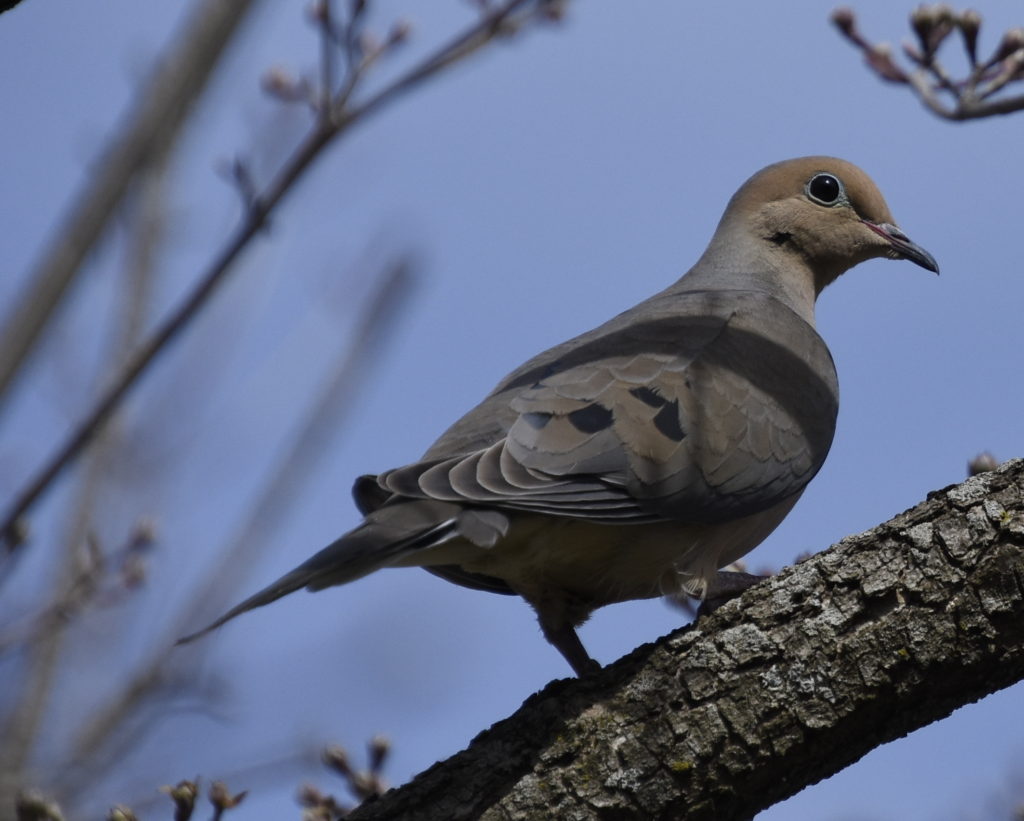 Mourning Dove