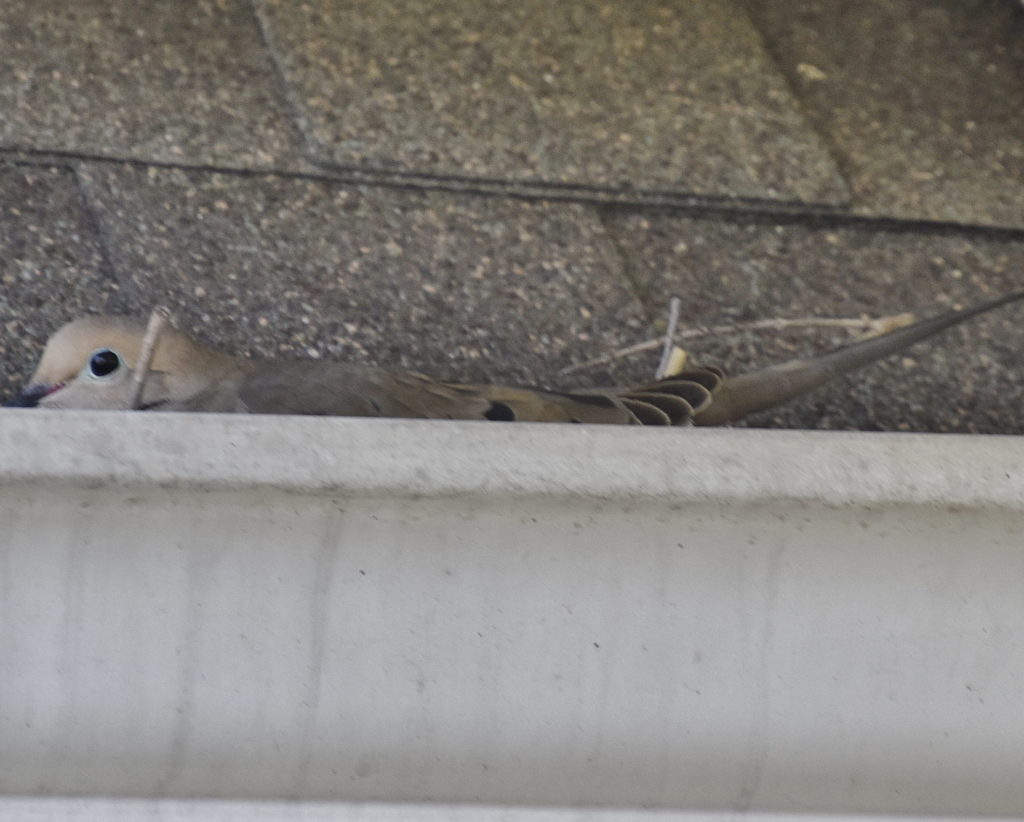 Mourning Dove