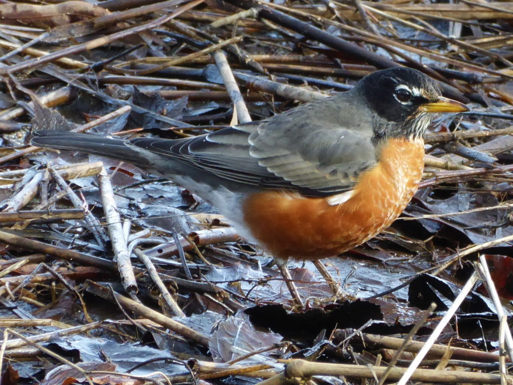 American Robin