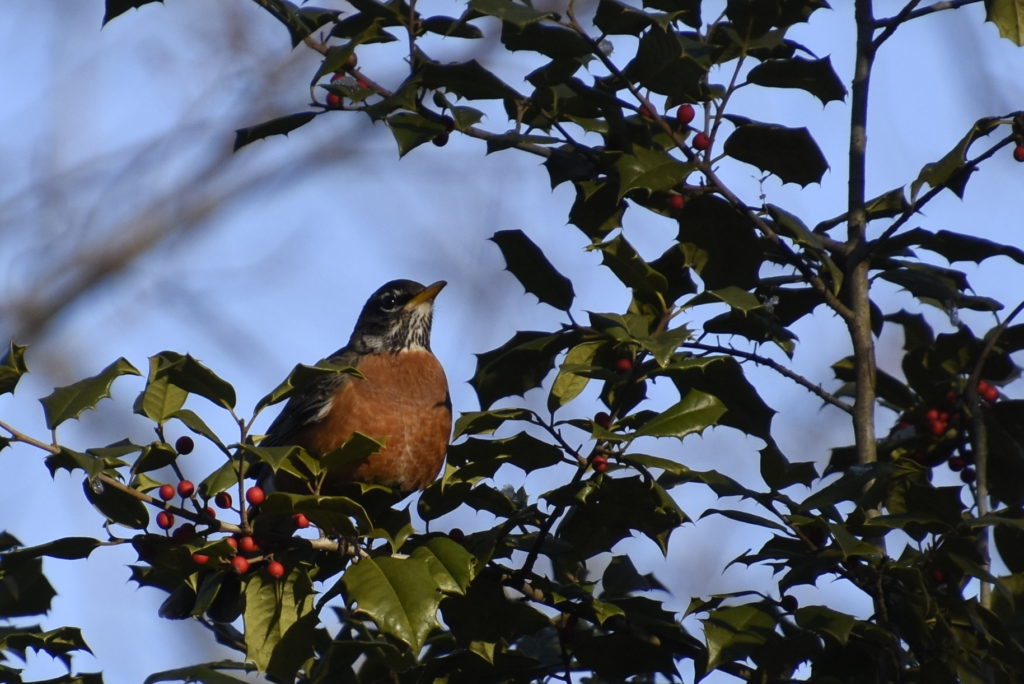 American Robin