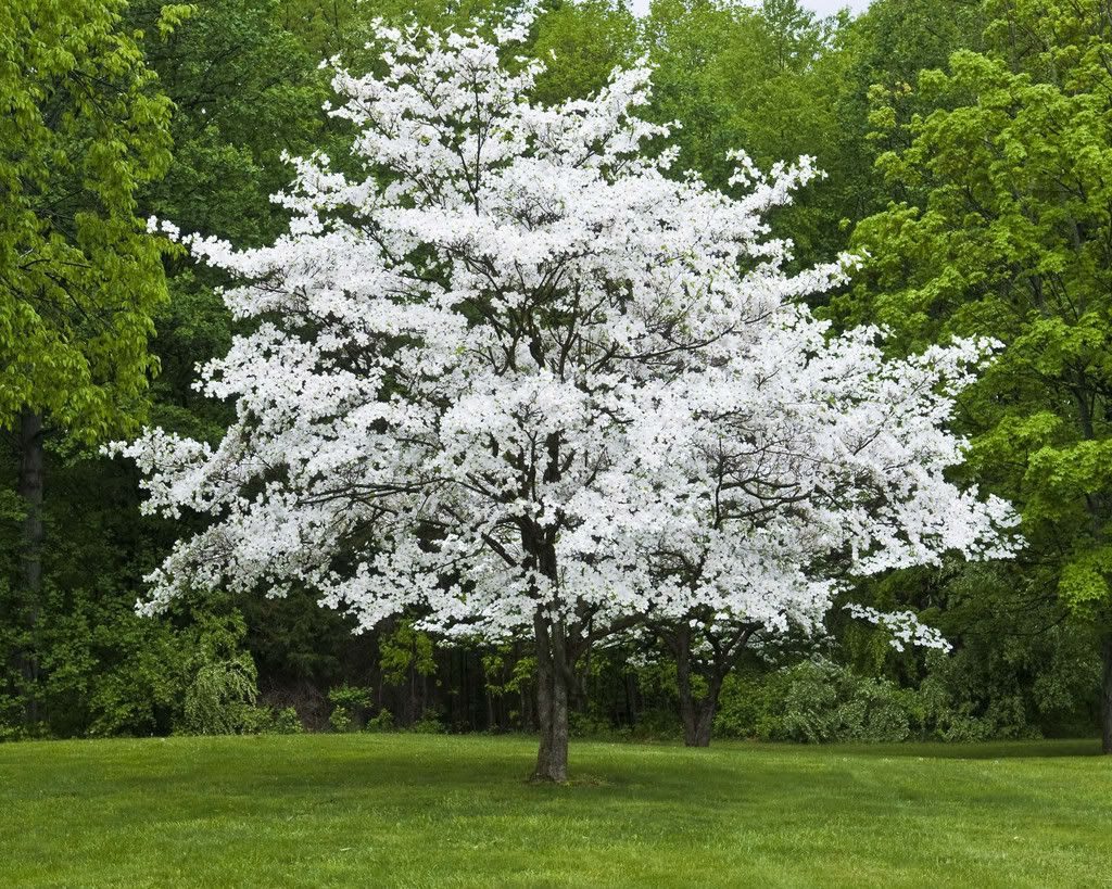 Flowering Dogwood