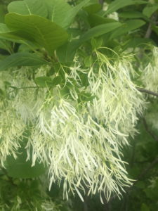 Fringetree blooms