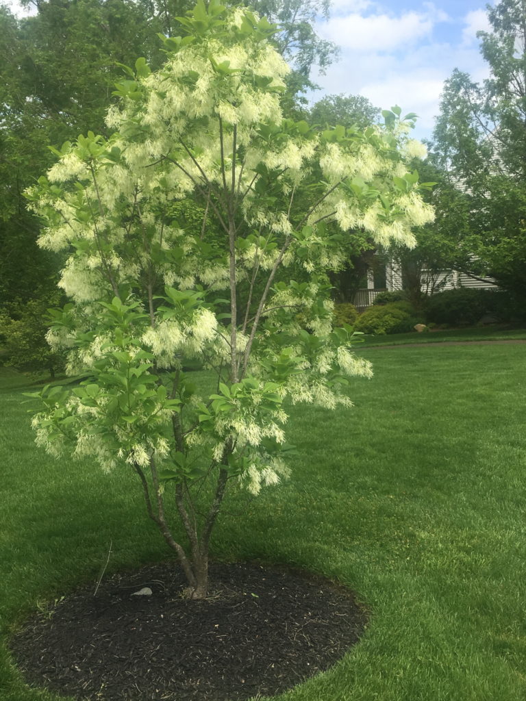 Fringetree in bloom