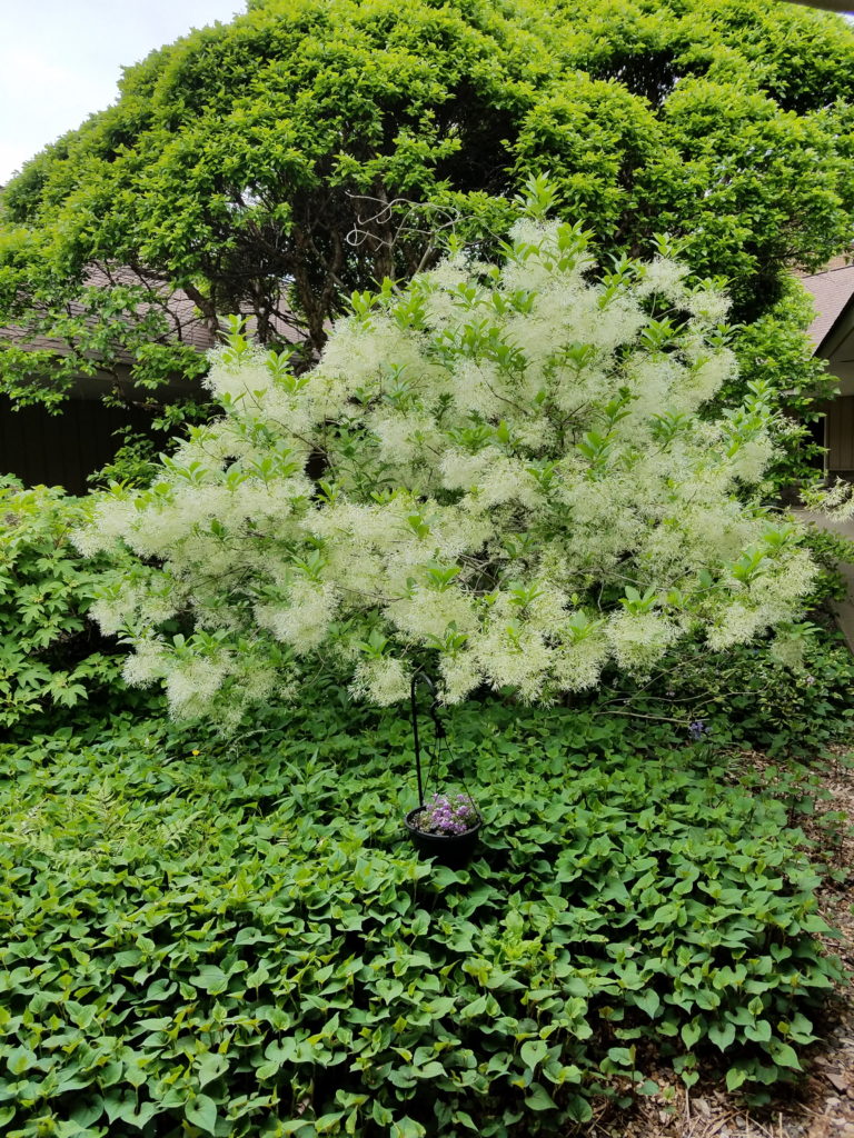 Fringetree in bloom