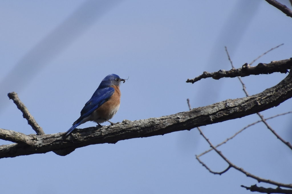 Male Bluebird