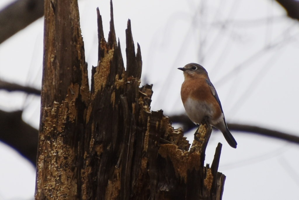 Female Bluebird