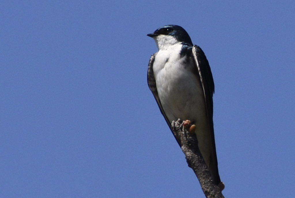 Male Tree Swallow