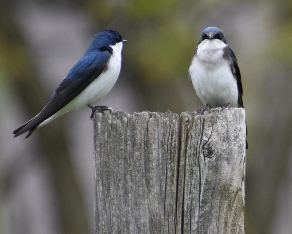 Tree Swallow pair