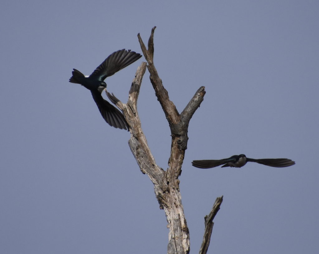 Tree Swallows