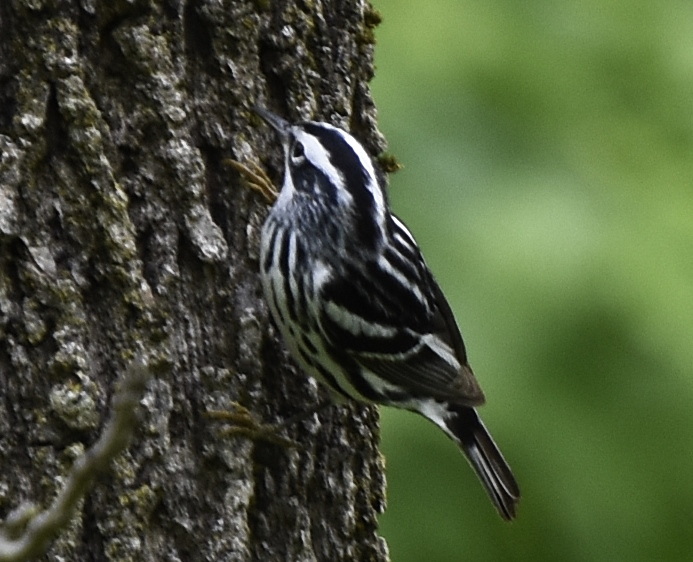 Black-and-White Warbler