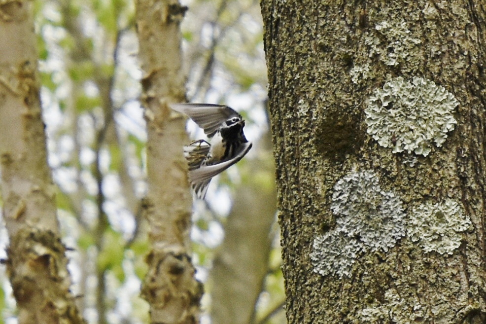 Black-and-White Warbler