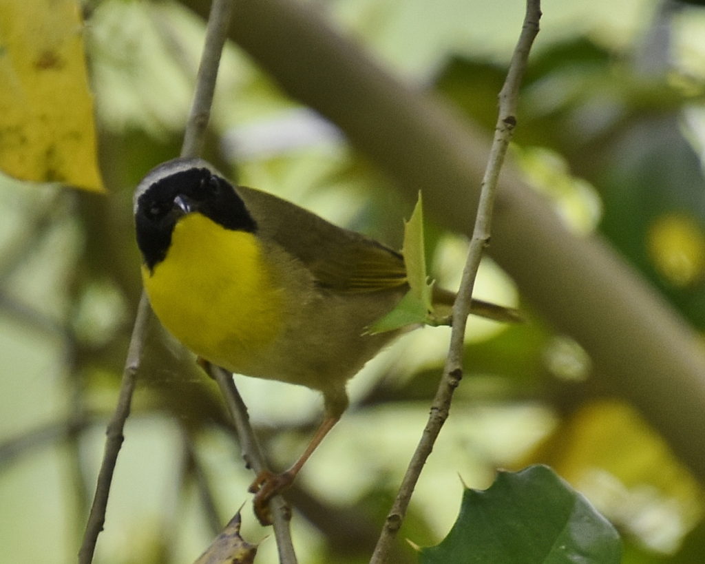 Common Yellowthroat