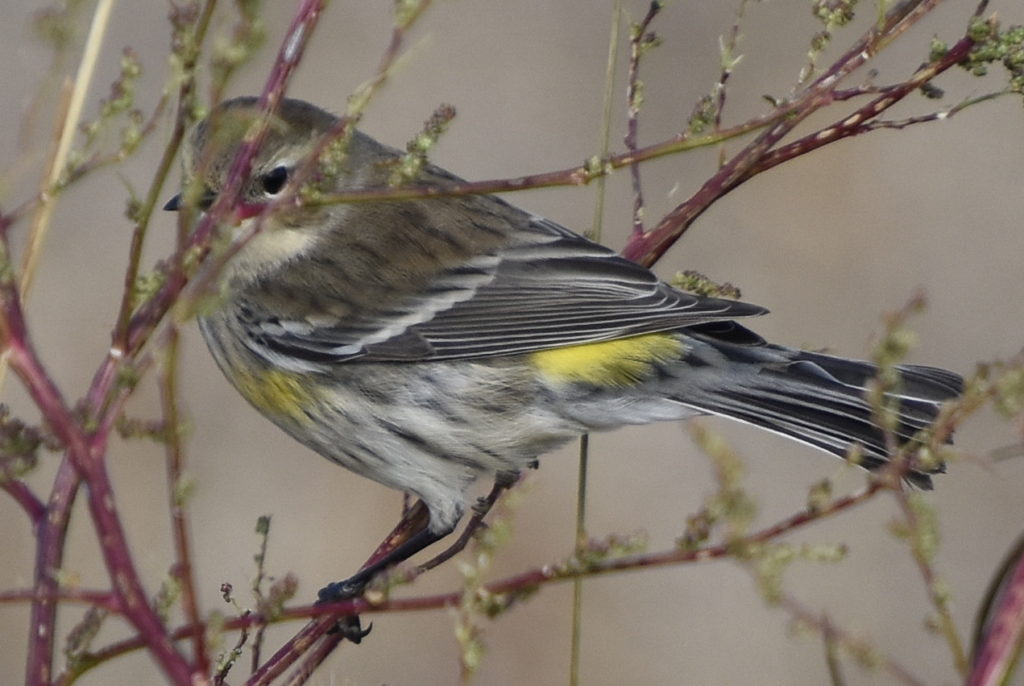 Yellow-rumped Warbler