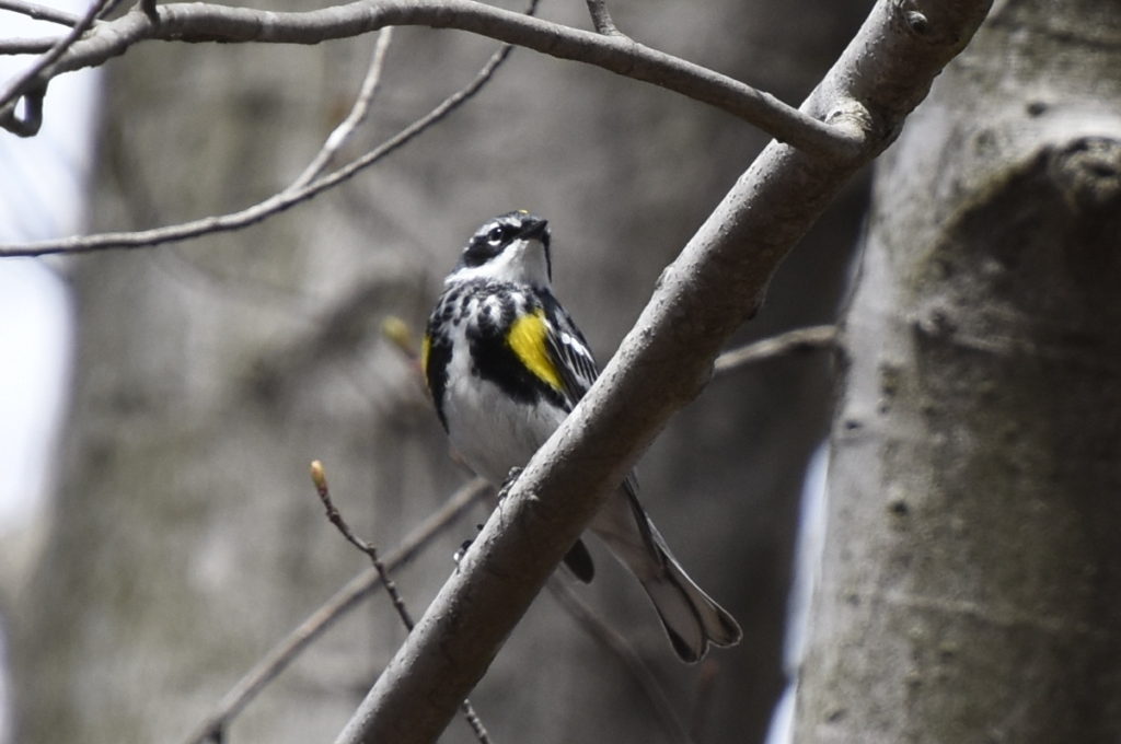 Yellow-rumped Warbler