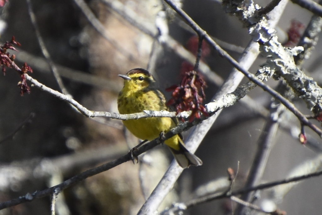 Palm Warbler