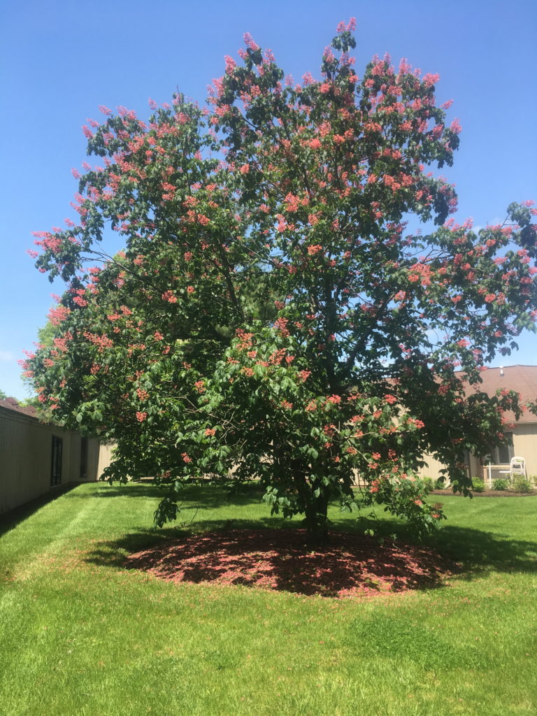 Buckeye tree