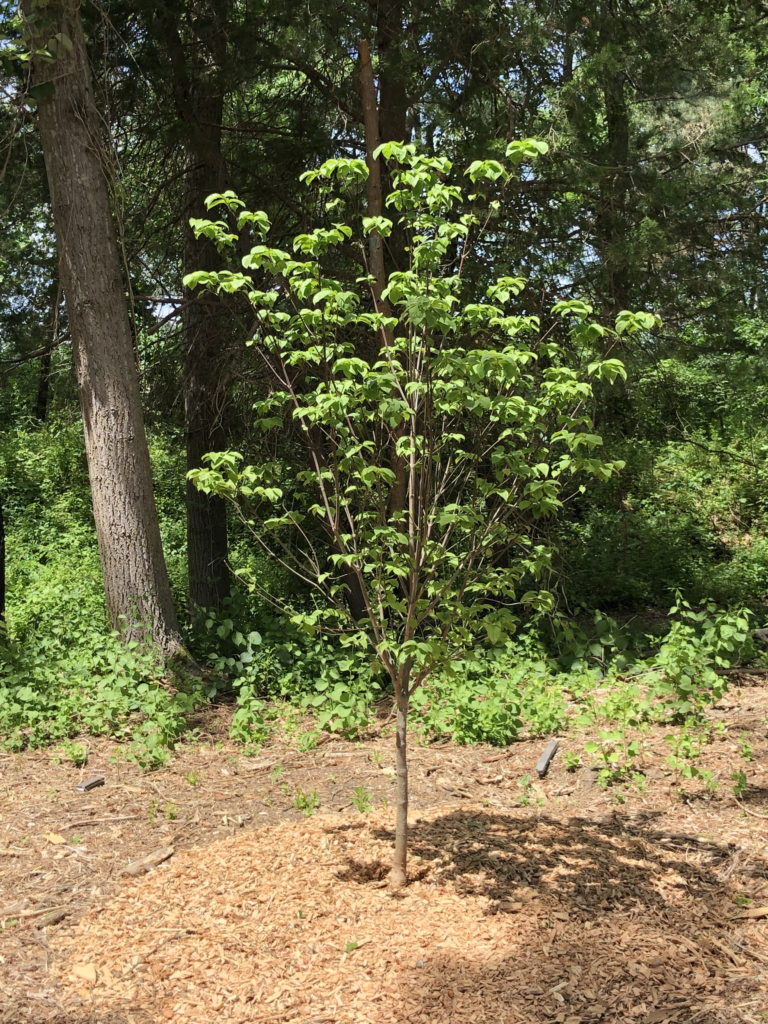 Flowering Dogwood