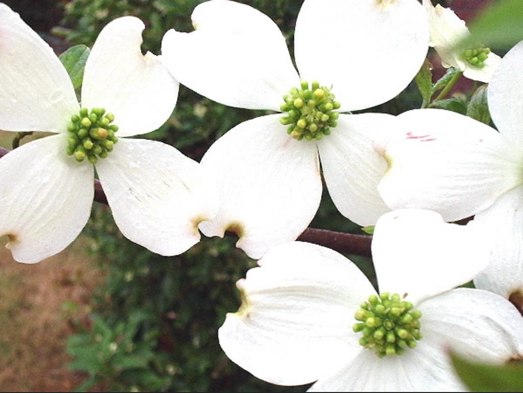 Flowering Dogwood