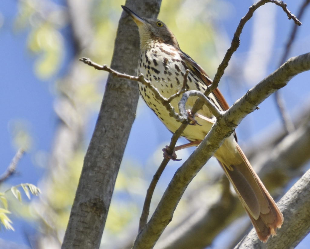 Brown Thrasher