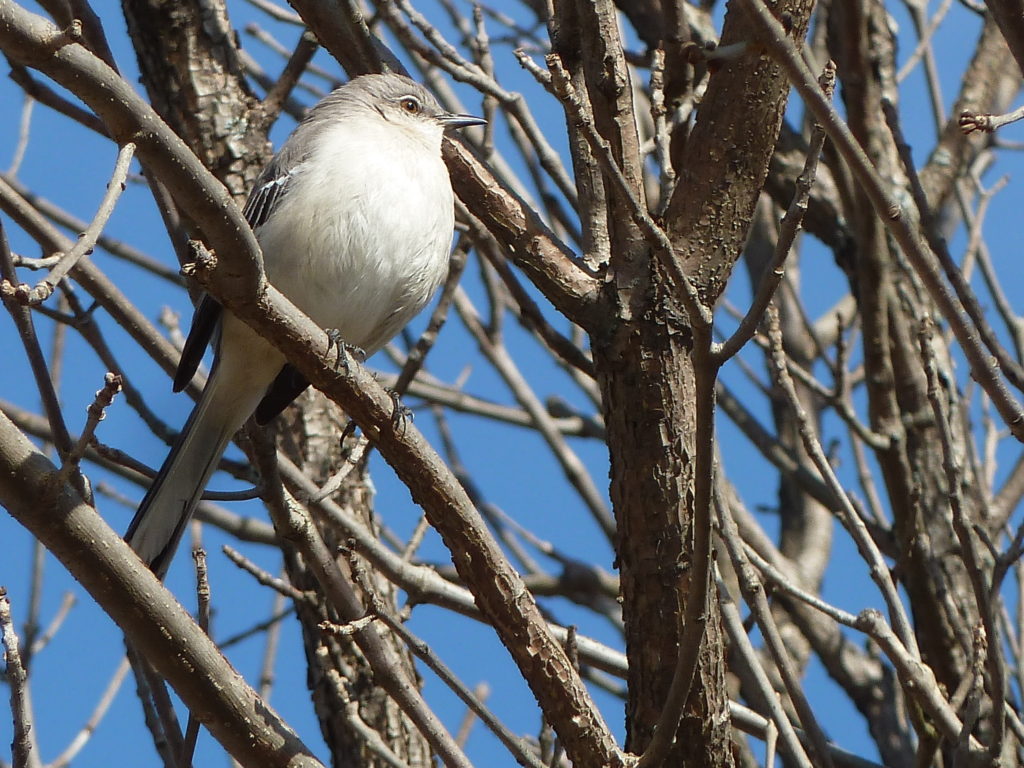 Northern Mockingbird