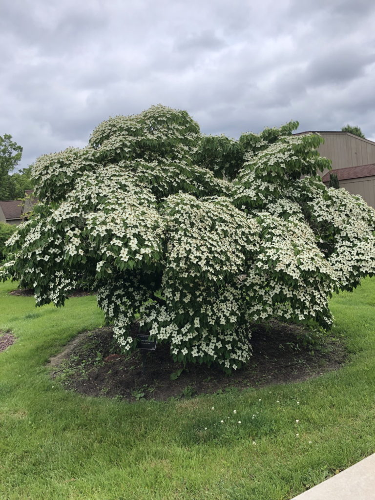 Kousa Dogwood