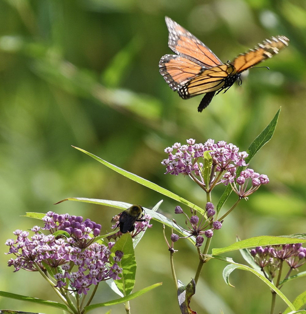 milkweed and insects