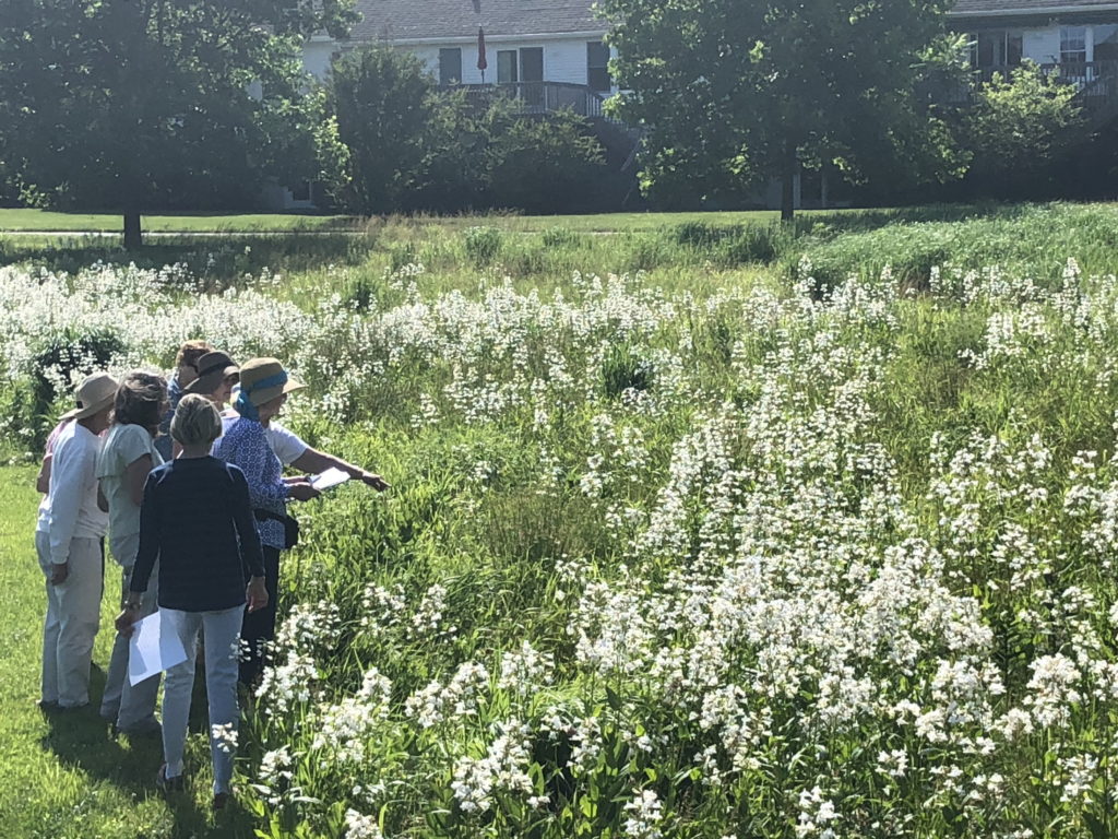 Meadow Walkers