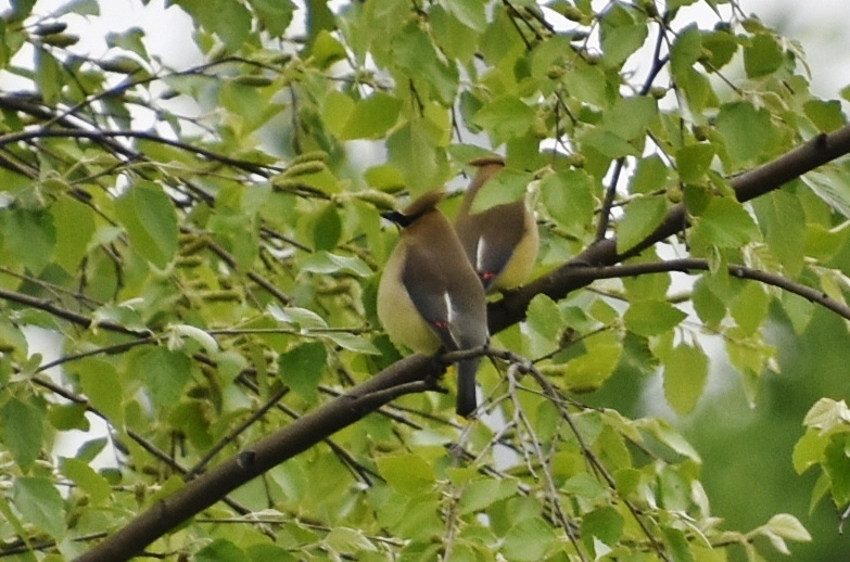 Cedar Waxwings