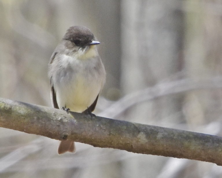 Eastern Phoebe (Holly Trail)