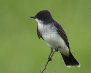 Eastern Kingbird (Bombay Hook NWR)