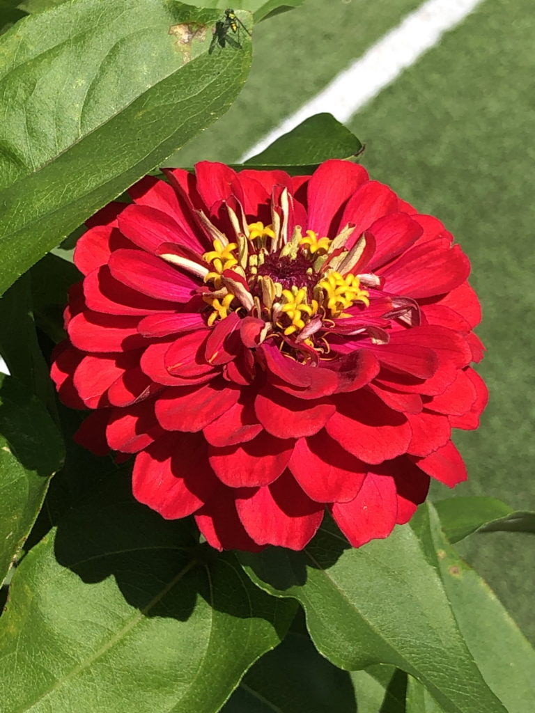 Single Zinnia