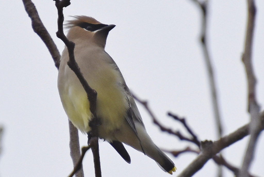 Cedar Waxwing