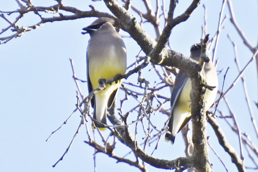 Cedar Waxwings