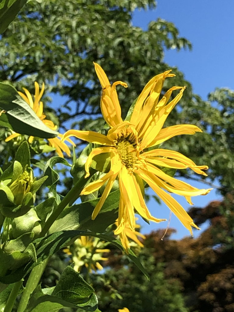 Cup Plant