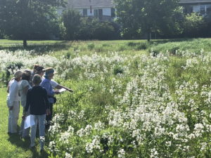 Lumberton Meadow wildflowers
