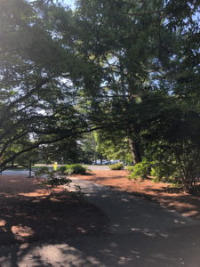 Shady walk, Medford Leas