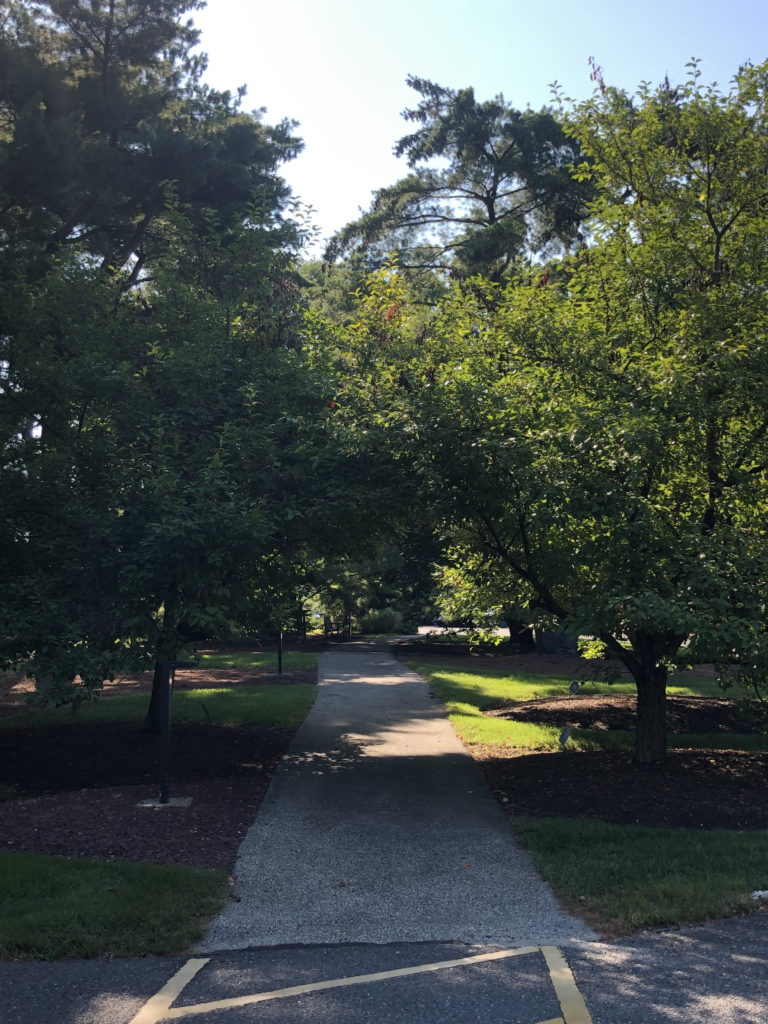 Shady walk, Medford Leas