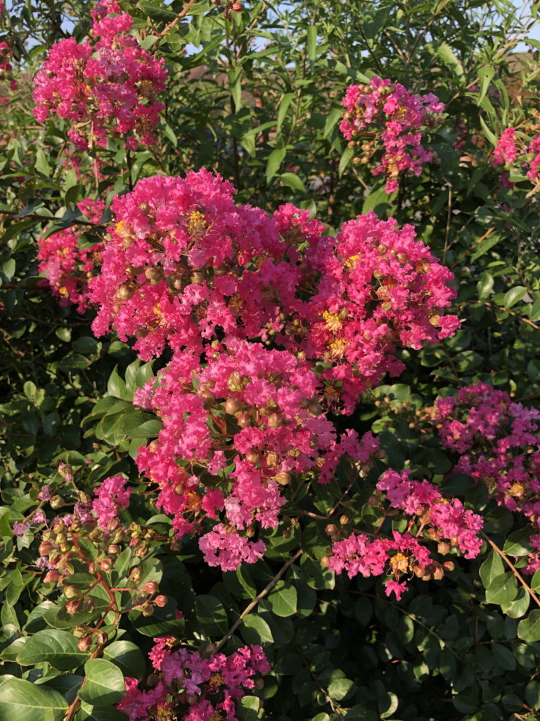 CrapeMyrtle