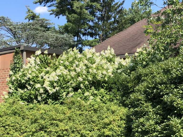 Panicle hydrangea