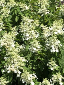 Panicle hydrangea